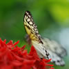 Paper Kite Butterfly