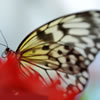 Paper Kite Butterfly