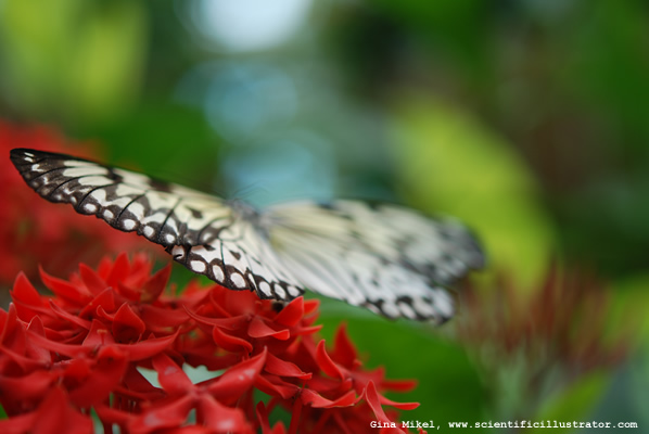 Paper Kite Butterfly