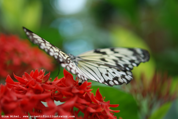 Paper Kite Butterfly