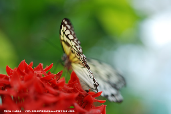 Paper Kite Butterfly