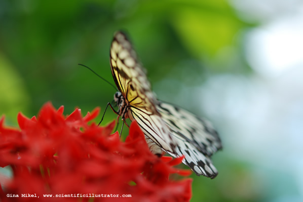 Paper Kite Butterfly