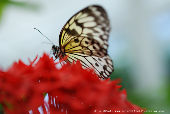 Paper Kite Butterfly