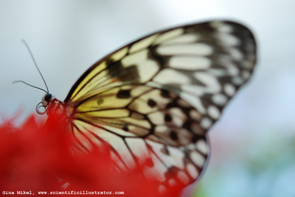 Paper Kite Butterfly