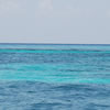 Reef, Florida Keys