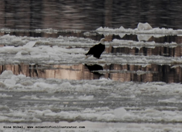 Bald Eagles on Mississippi River