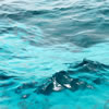 Reef, Florida Keys
