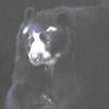 Andean Bear