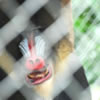 Mandrill Baboon