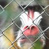Mandrill Baboon