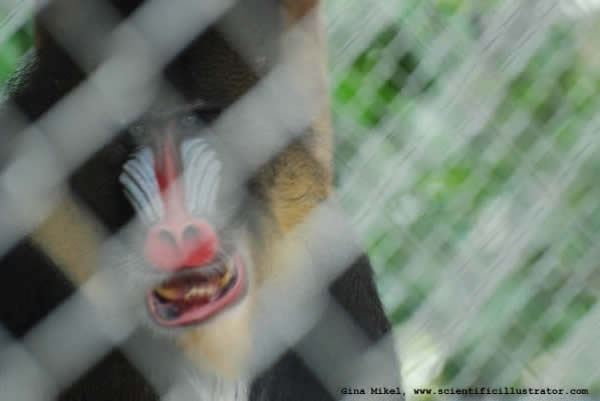 Mandrill Baboon