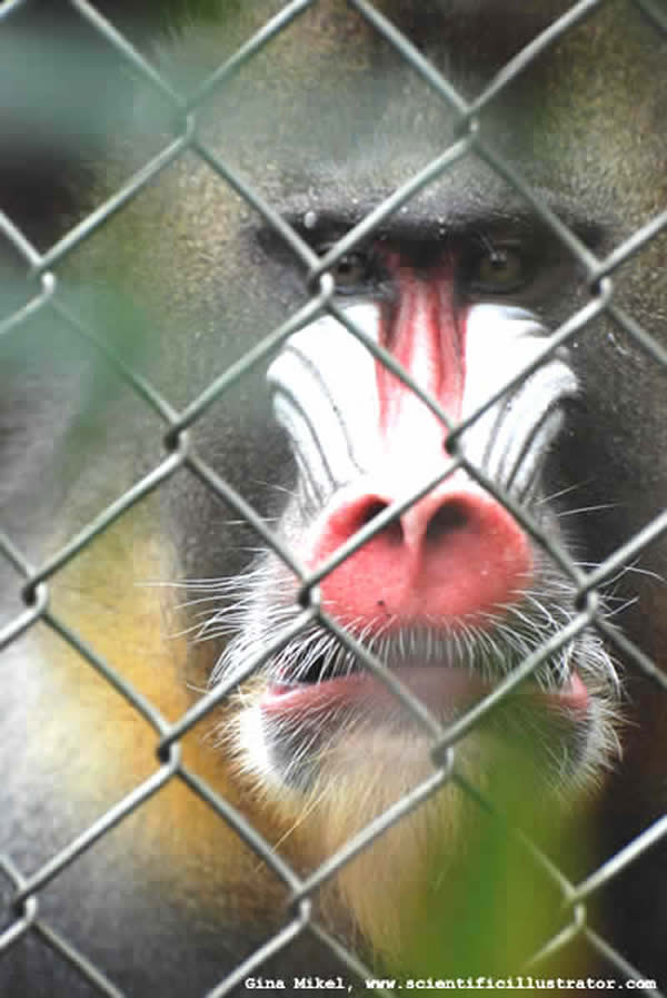 Mandrill Baboon