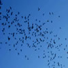 Bats