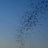 Bats