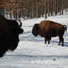 Bison