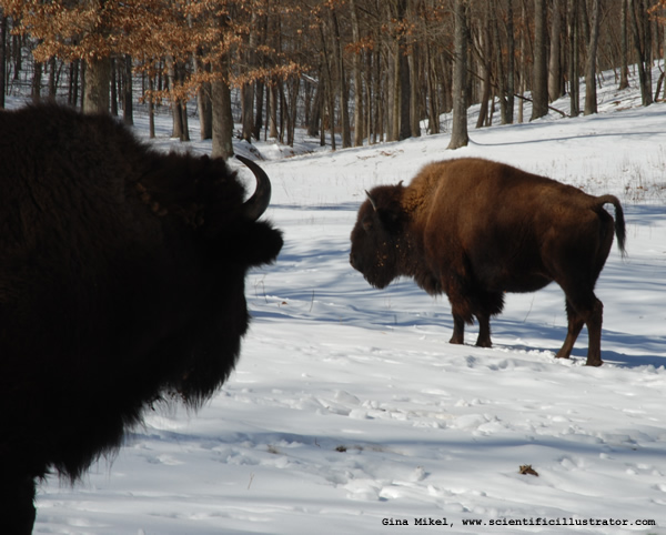 Bison