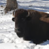 Bison