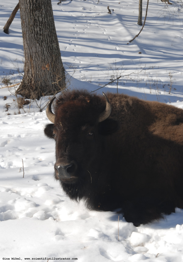 Bison