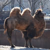 Camel