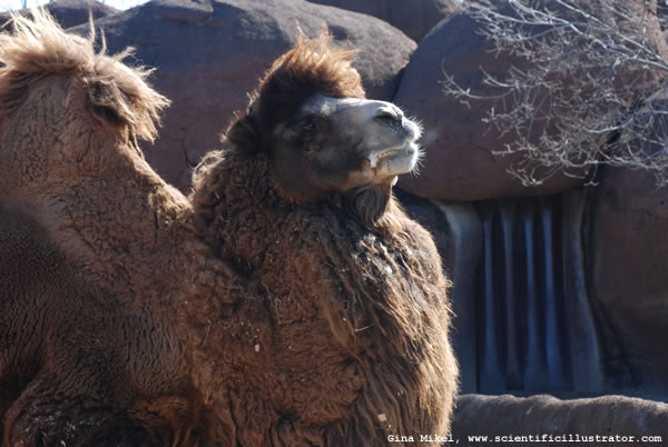 Camel