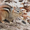 Chipmunk