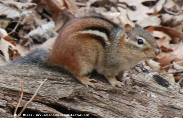Chipmunk