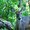 White-Tailed Deer