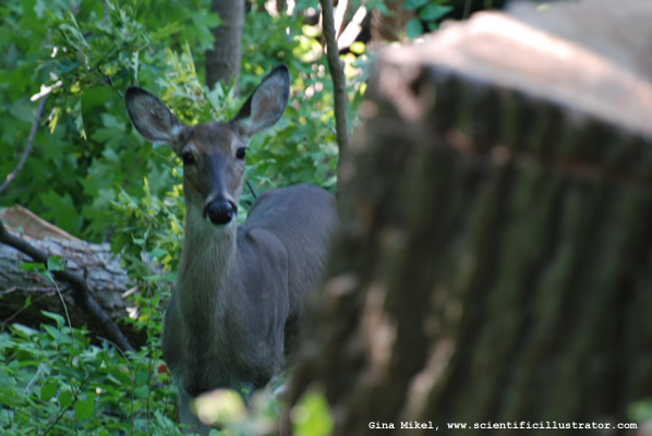 White-Tailed Deer