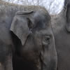 Elephants