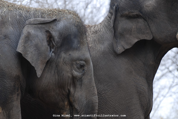 Elephants