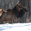 Elk