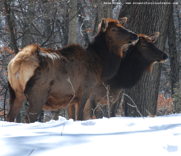 Elk