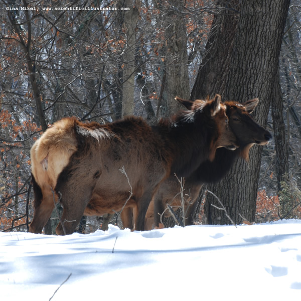 Elk