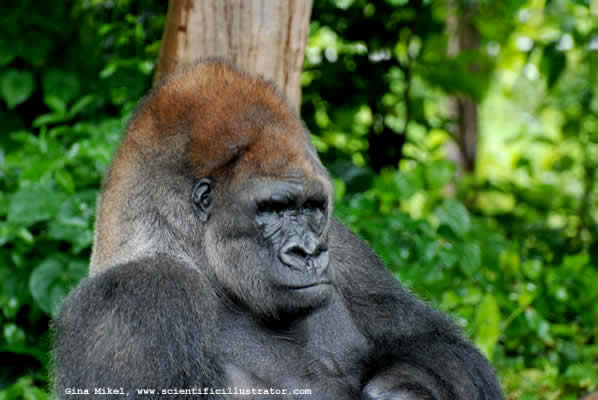 Gorilla