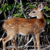 Keys Deer