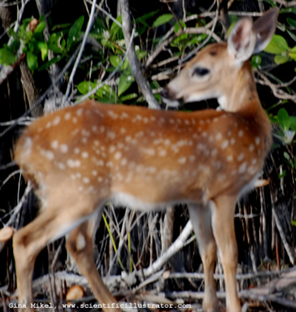 Keys Deer
