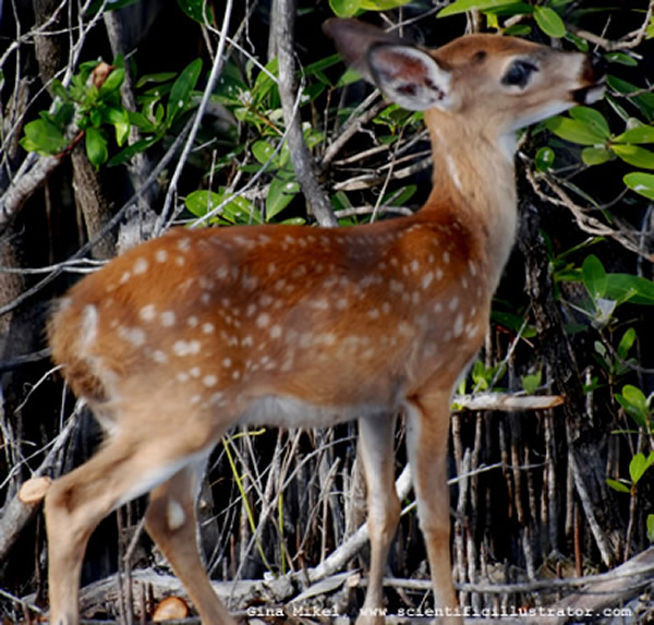Keys Deer
