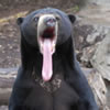 Malaysan Sun Bear