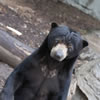 Malaysan Sun Bear