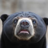Malaysan Sun Bear