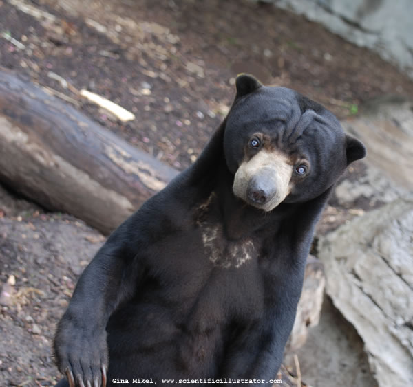 Malaysan Sun Bear