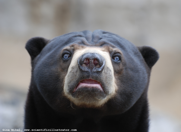 Malaysan Sun Bear