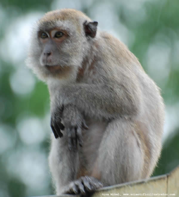Monkey