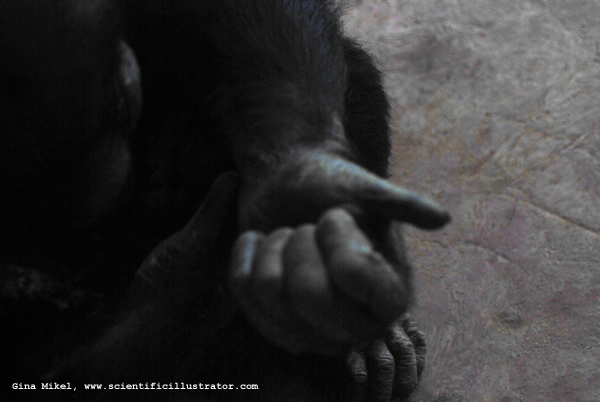 Monkey