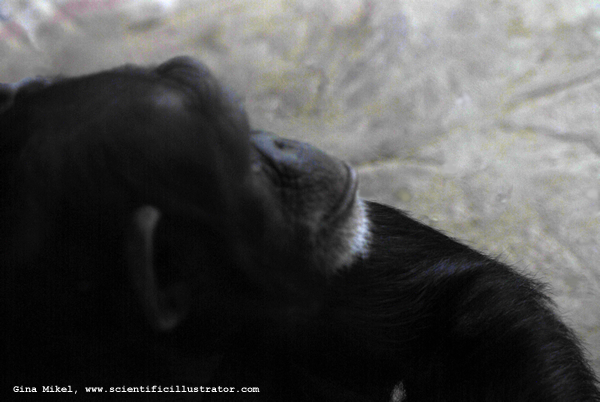 Monkey