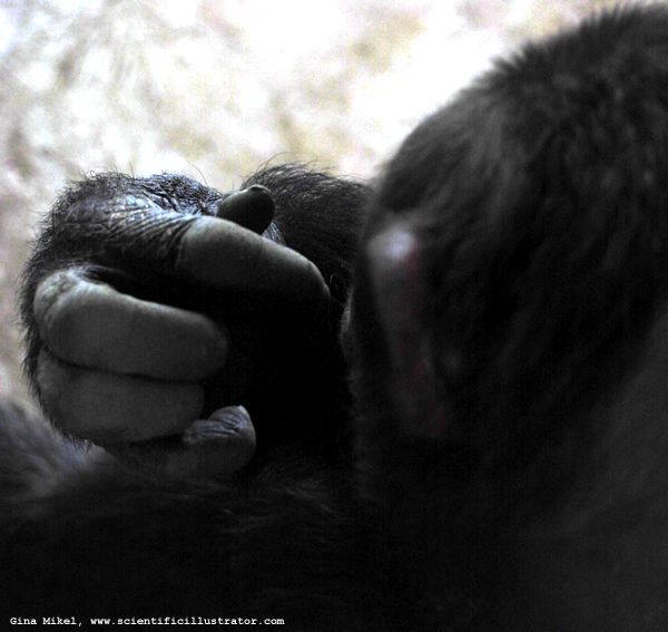Monkey
