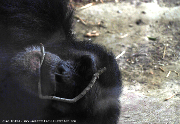 Monkey
