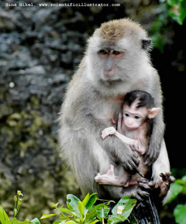 Monkey
