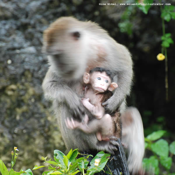 Monkey