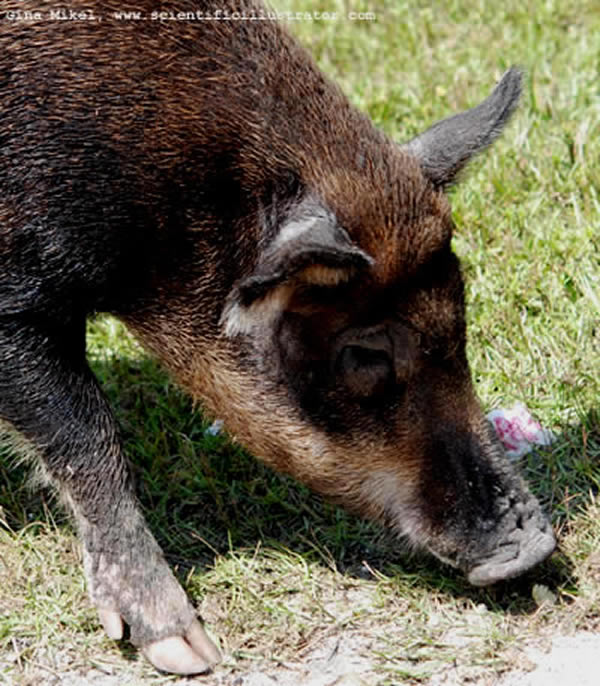 Pig